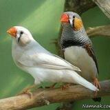چـرۆی شـێـعـر