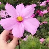 😍🌸عشراقة فرح🌸😍