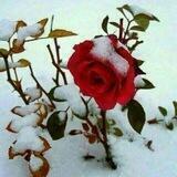 گروه نفس عشق
