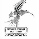 Masoud_parrot_tehran
