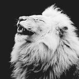 🐯 Самаркандцы