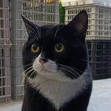 Yet Another 🐱 Channel