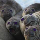 Telos Seals