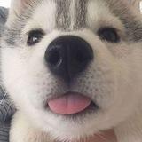 每日無數汪