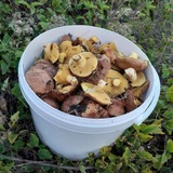Грибы Крыма 🍄