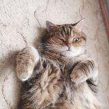 Кот и кошка Крамника