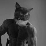 Блох Кошака