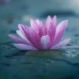 Nilofar "Abi.."