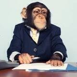 CryptoChimp's Memefolio