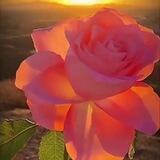 🌹🌹🌹ДИЛДОРА РАҲМОН ҚИЗИ-ШЕЪРИЯТГА ОШУФТА ДИЛМАН. 🍀🍀🍀
