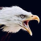 Die Adlerperspektive 🦅