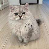 ﮼تَــامي،المـصراتِي