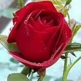 🌷↫🌹 ﮑﻟﻣ̝ات פړُوفھَّاﻣ̝̚ن وړُود 🌷↫🌹