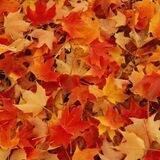 Autumn Aussie Creations