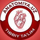 Anatomiya.uz | Tibbiy ta‘lim