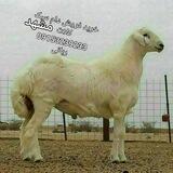 بازار دام مشهد حومه ربانی