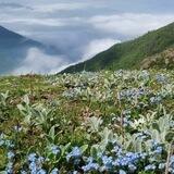 ترنم اردیبهشت