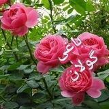 باغی گوڵان❤️🌹