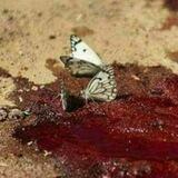 احتیاطی‌پروانه‌شھادت🦋