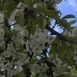 صدای سخن