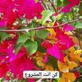 قناة كن أنت المشروع