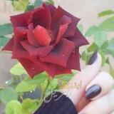 ⊰﮼أبـύــۃ🪴أبـࢪيـࢦ﮼⊱