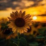 𝐅𝐋𝐀𝐕𝐀 💛