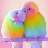 کلبه دنج💖