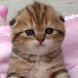 CAT ENJOYERS
