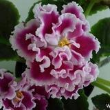 Фиалки и Глоксинии Z.I🌺