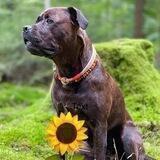 🌻„Vier beste Freunde“🌻Der Hundekanal