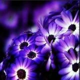 روح الأشعار وعبير الأفكار.