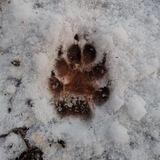 Dogs Ambulance "Ar Idardo"