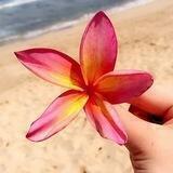 🌸 Lu e flor