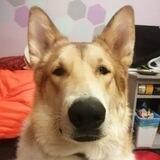 Айзек Aizekdog пушистая собака