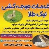 خدمات جوجه کشی نوک طلا