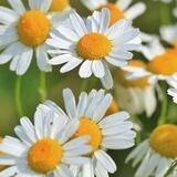 Plantas medicinales, propiedades y usos