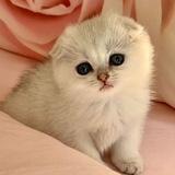 😻 گربه های اسکاتیش و بریتیش 😻
