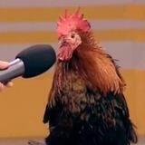 Новиняр говно дял петухов и хохлов