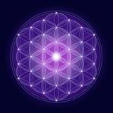 The Awakened Species ☀️