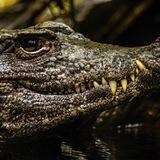 Kaiman_News🐊