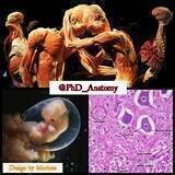 PhD Anatomy