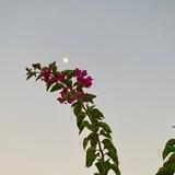 ﮼ع ⚘.