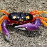 Le panier de crabes (tchat)