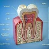 "The Best Dentists "