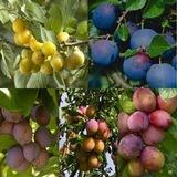 Food Forest Abundance