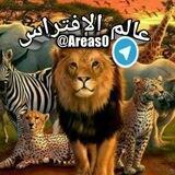 ಠعـالـم الأفــتـــراسఠ