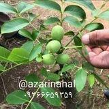 پر ثمر
