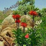 کــــــــوردستان دڵــی منــە❤