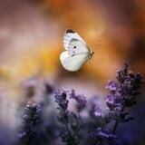 بـآنتظـآر آلآمــل🦋